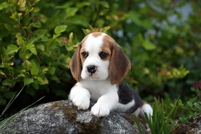 Beagle Also Known as: English Beagle, Companion Dog, Hunting