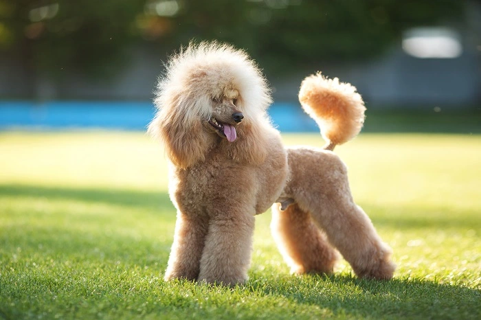 Poodle Also known as: Caniche, Pudel, duck dog
