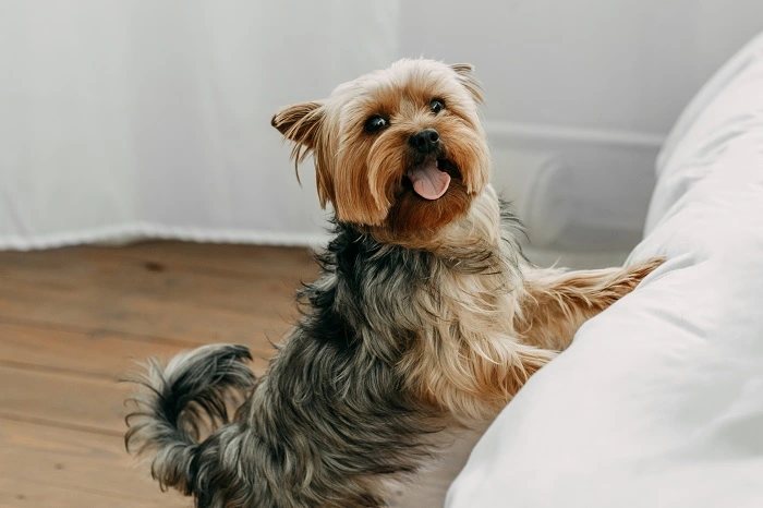 Yorkshire Terrier